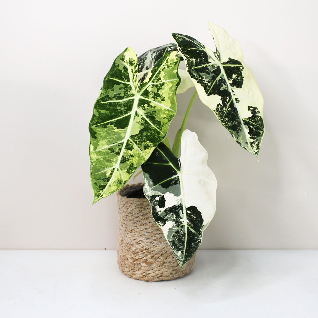 Alocasia Frydek Variegata Foliage Dreams
