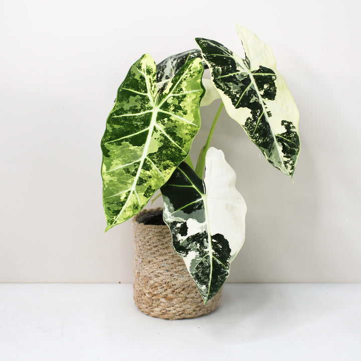 Alocasia Frydek Variegata Foliage Dreams