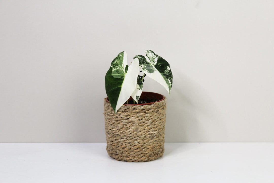 Alocasia Frydek Variegata Foliage Dreams