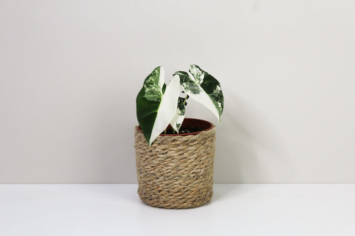 Alocasia Frydek Variegata Foliage Dreams