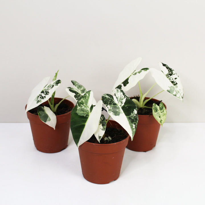 Alocasia Frydek Variegata Foliage Dreams