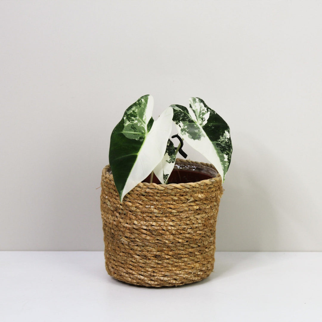 Alocasia Frydek Variegata S Foliage Dreams