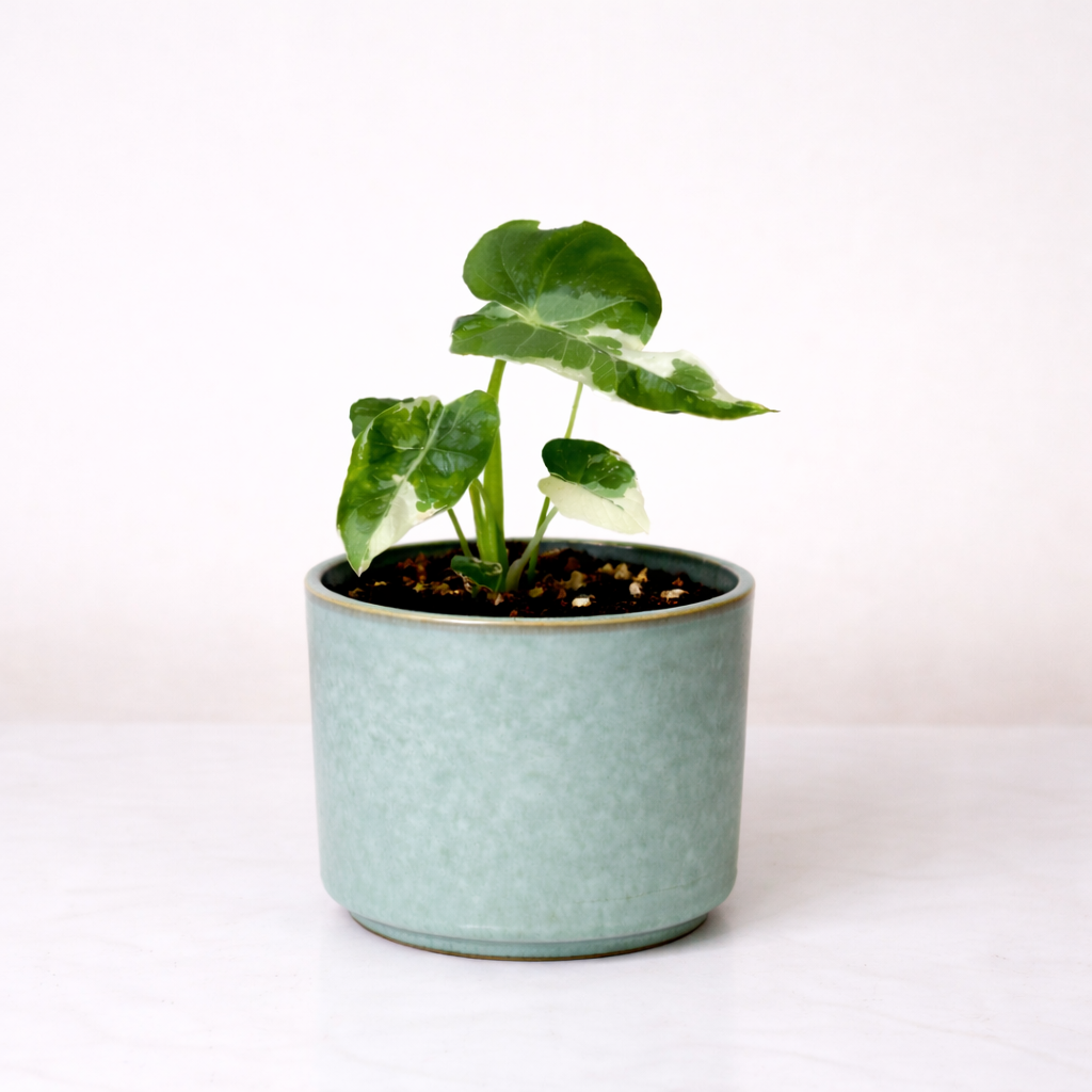 Alocasia Gageana Variegata Albo