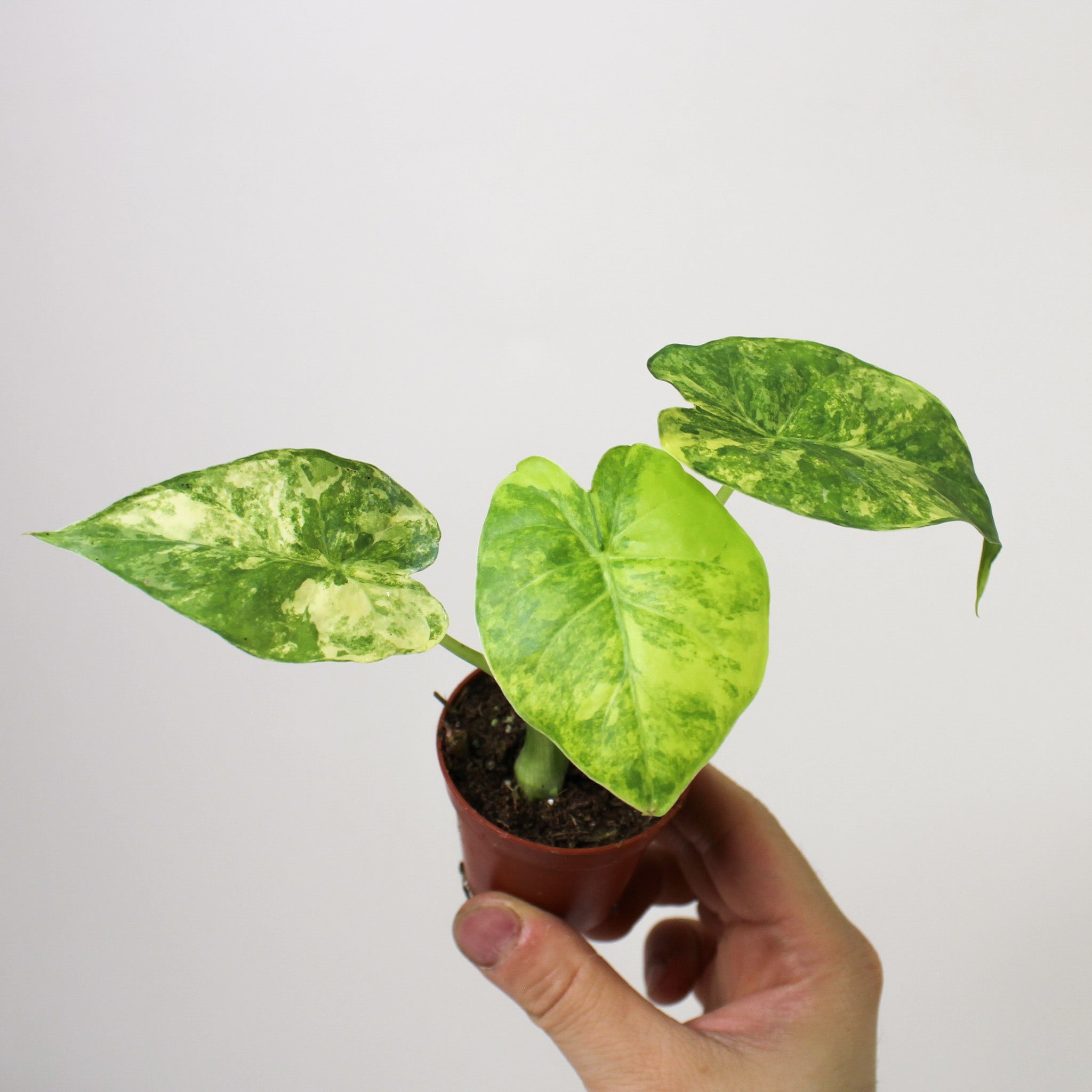 Alocasia Gageana Variegata Aurea