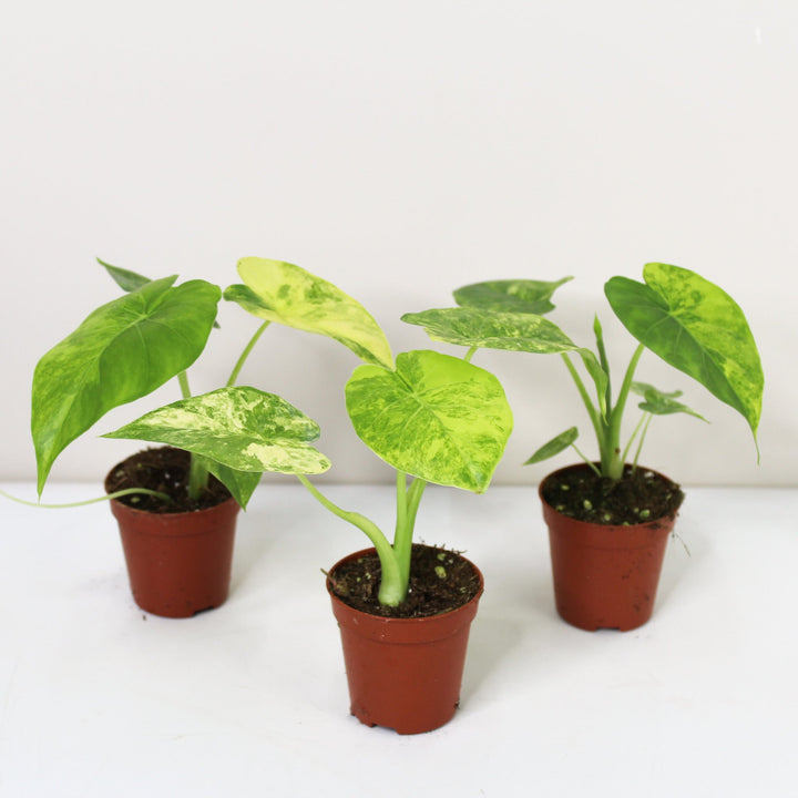 Alocasia Gageana Variegata Aurea - Babypflanze Foliage Dreams