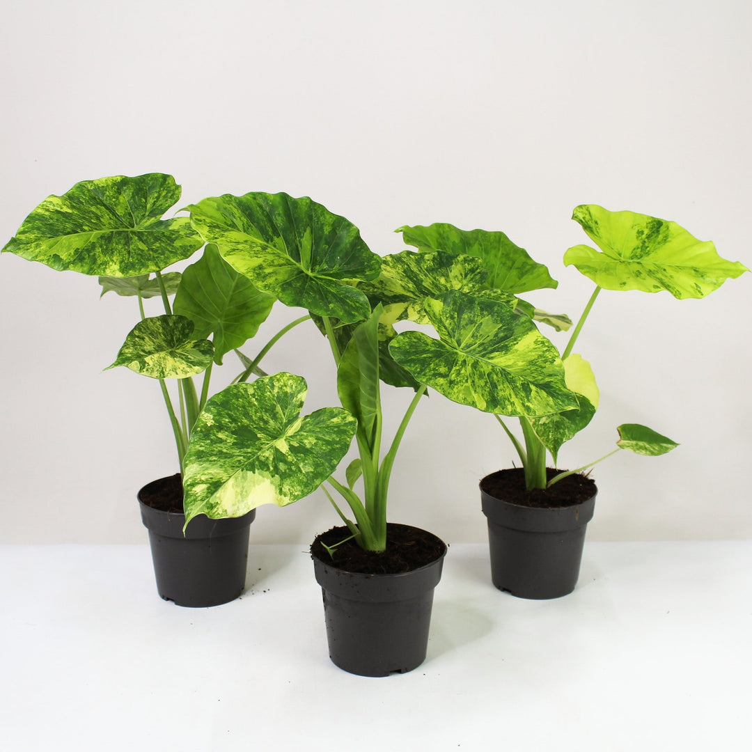 Alocasia Gageana Variegata Aurea L Foliage Dreams