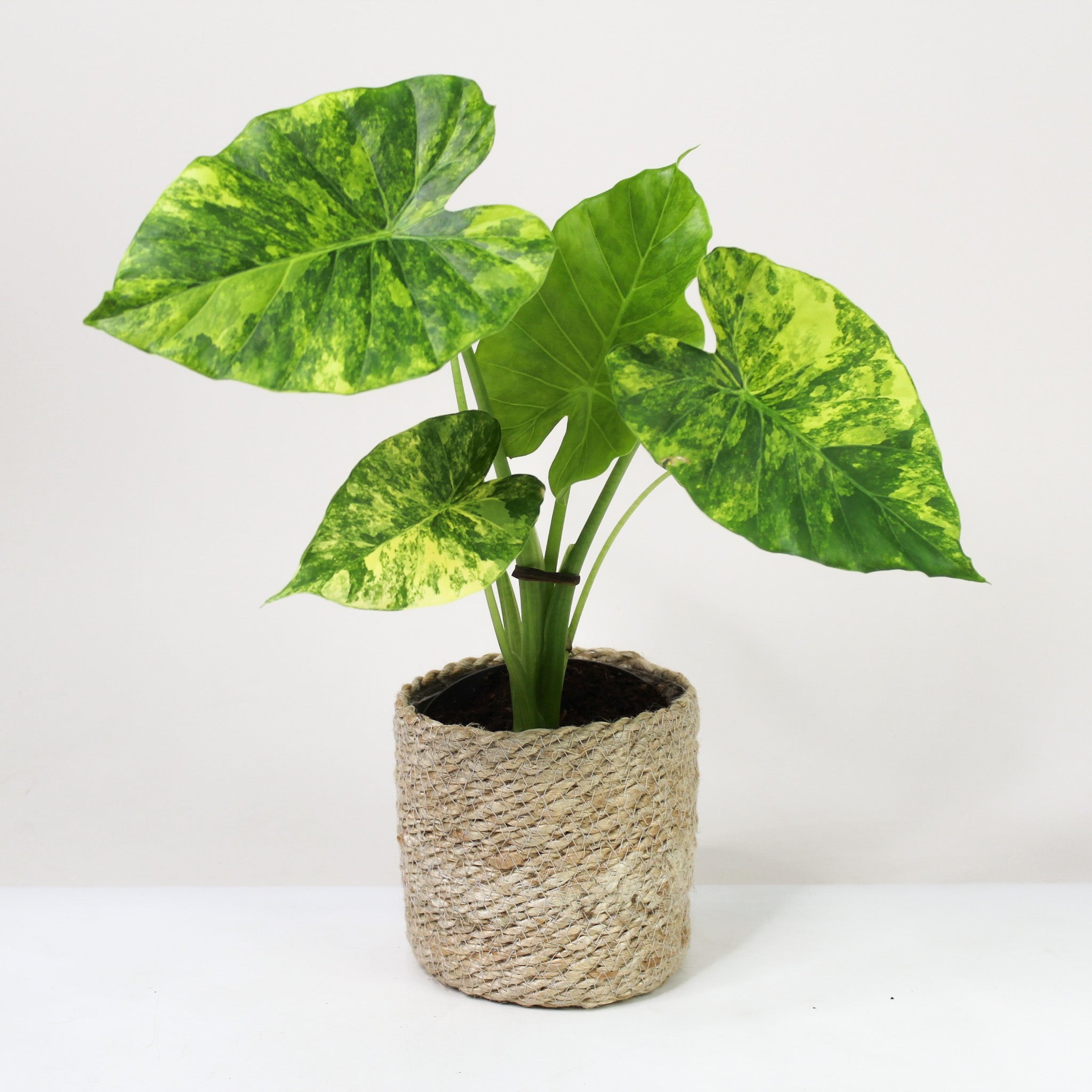 Alocasia Gageana Variegata Aurea – Foliage Dreams