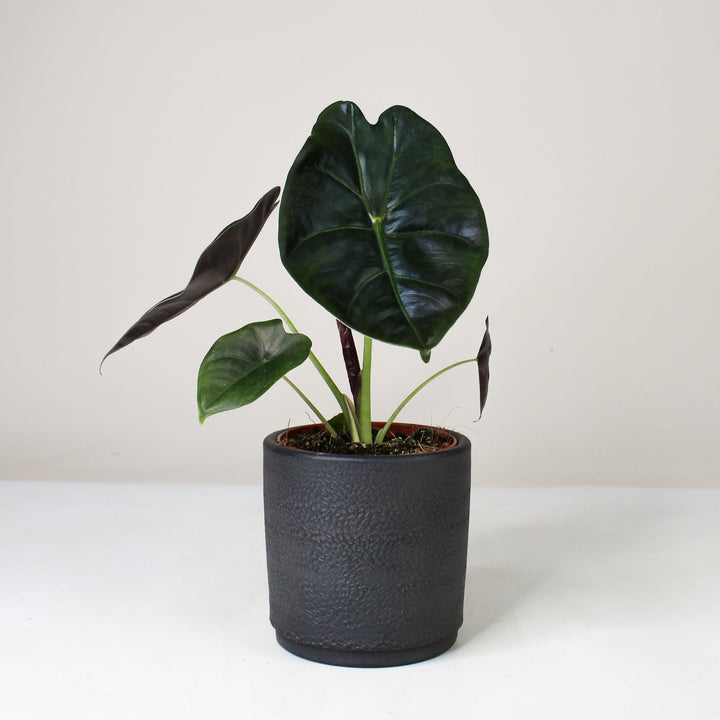 Alocasia Golden Bone Foliage Dreams