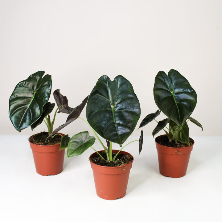 Alocasia Golden Bone Foliage Dreams