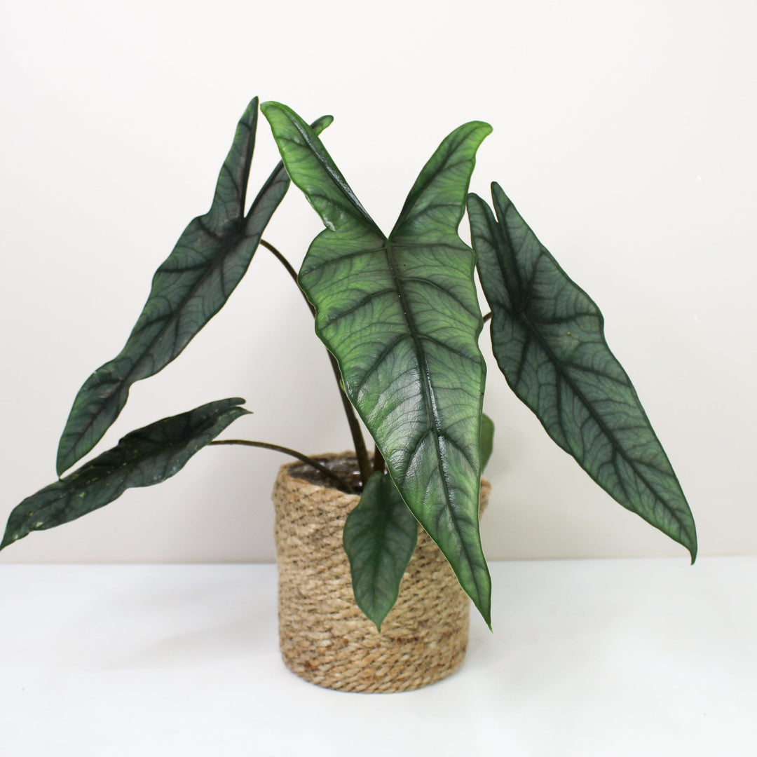 Alocasia Heterophylla 'Dragons Breath' L Foliage Dreams