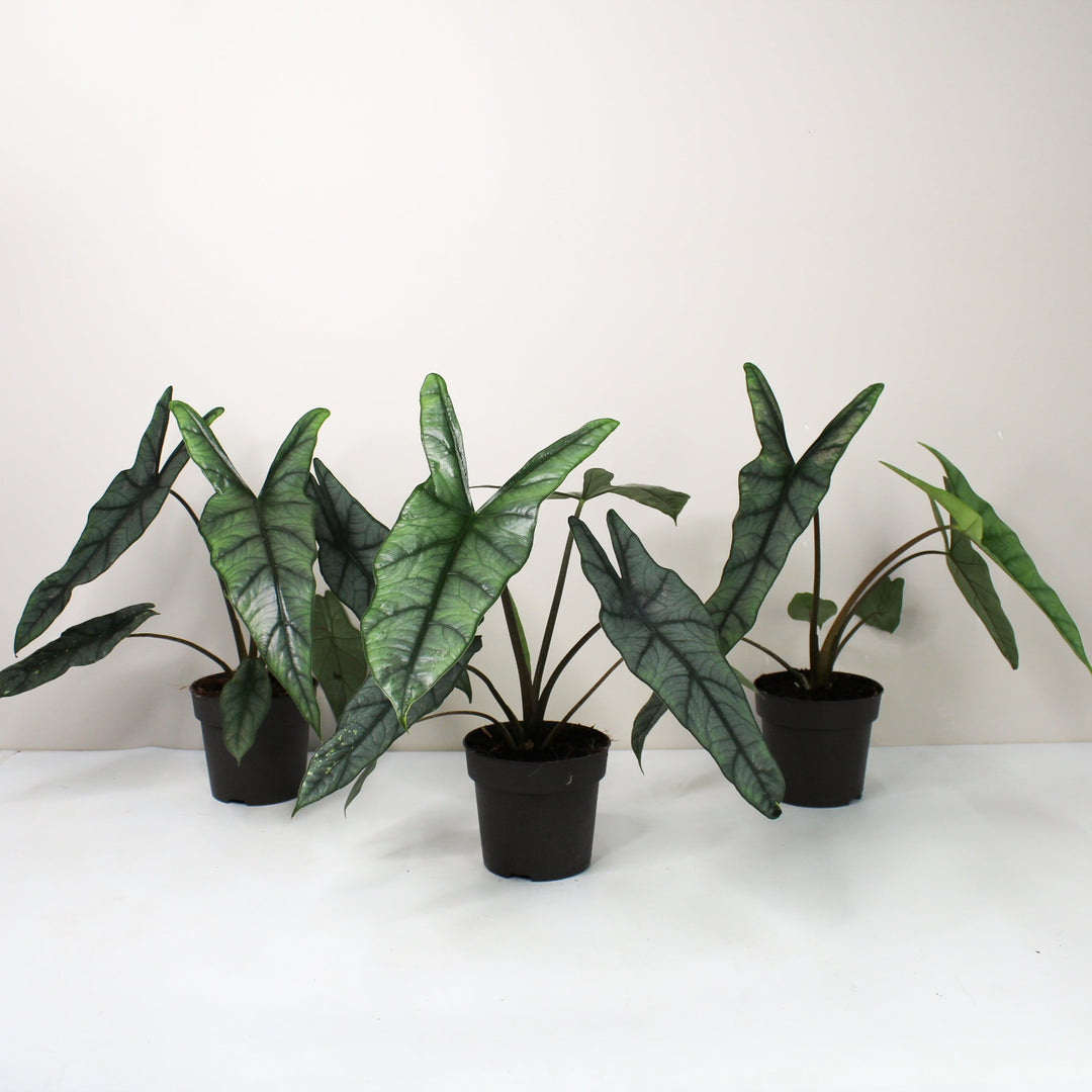 Alocasia Heterophylla 'Dragons Breath' L Foliage Dreams