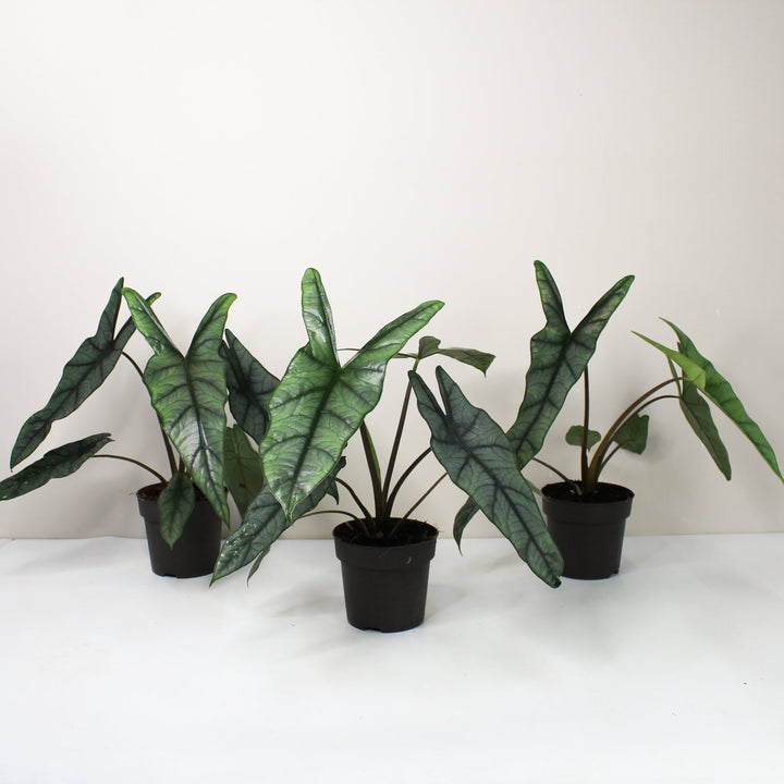 Alocasia Heterophylla 'Dragons Breath' L Foliage Dreams