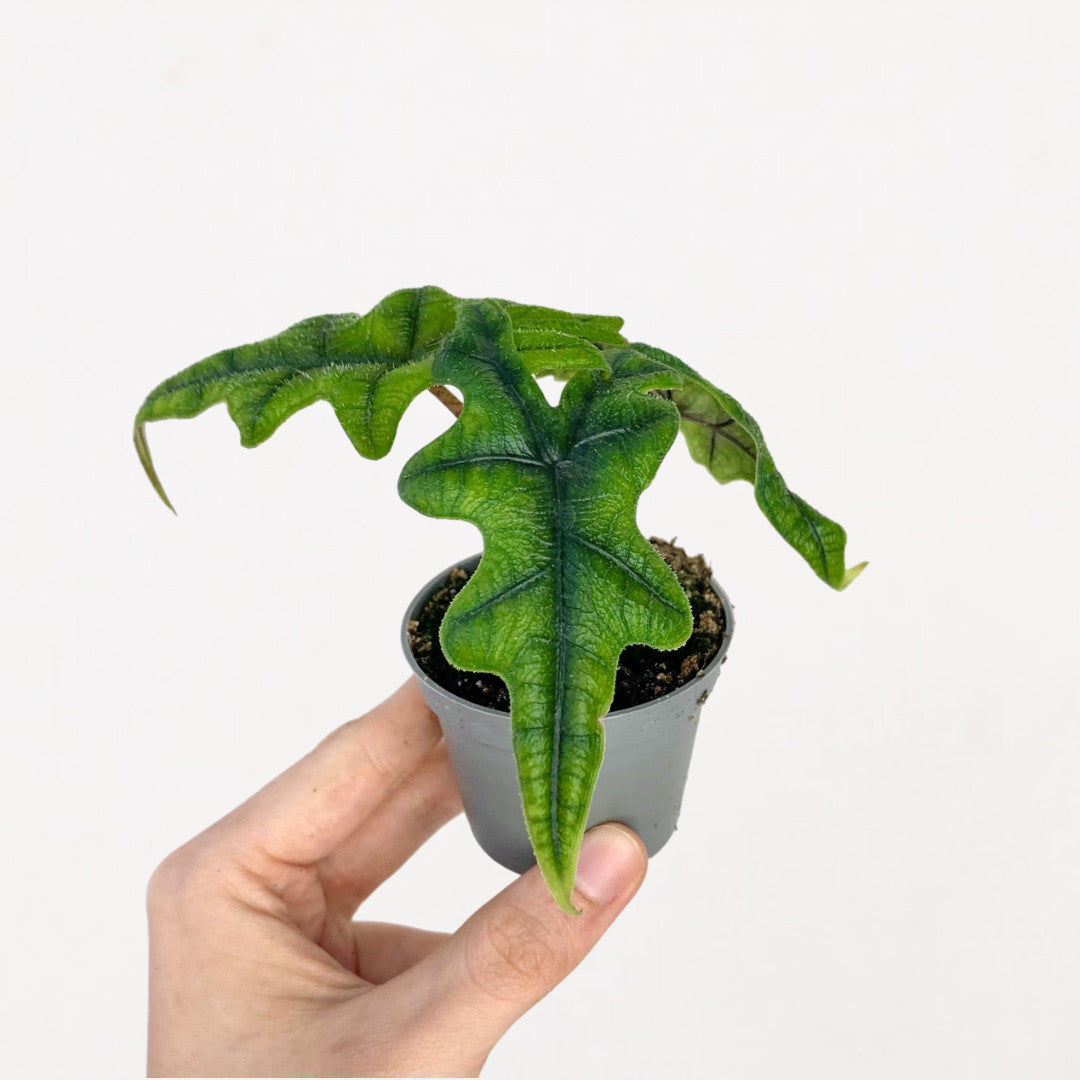 Alocasia Jacklyn - Babypflanze Foliage Dreams