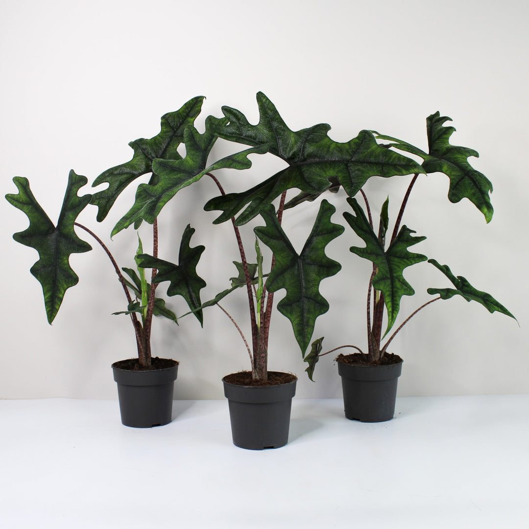 Alocasia Jacklyn L Foliage Dreams