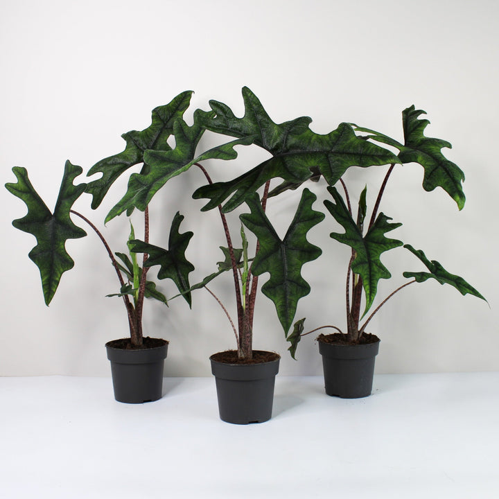 Alocasia Jacklyn L Foliage Dreams