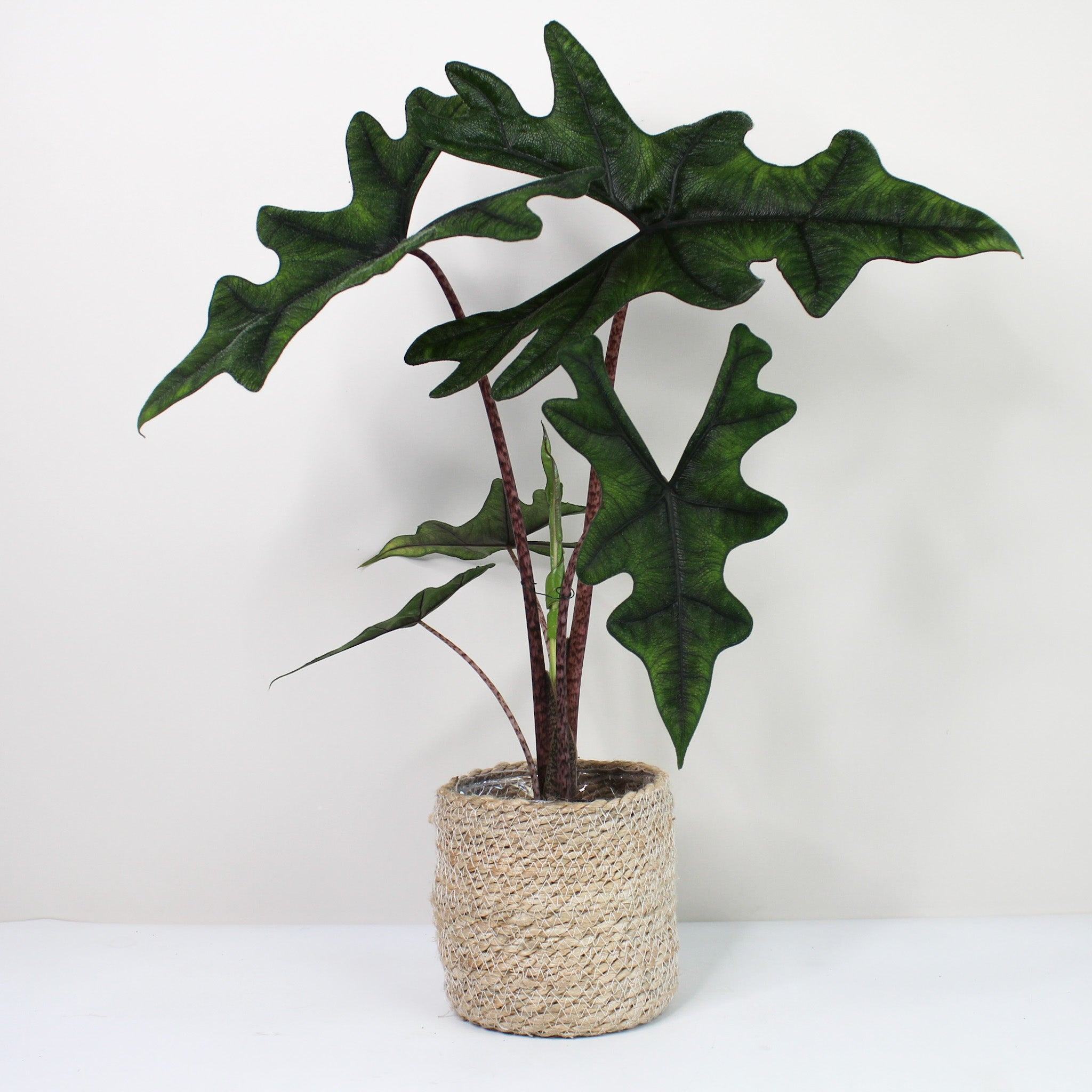 Alocasia Jacklyn – Foliage Dreams