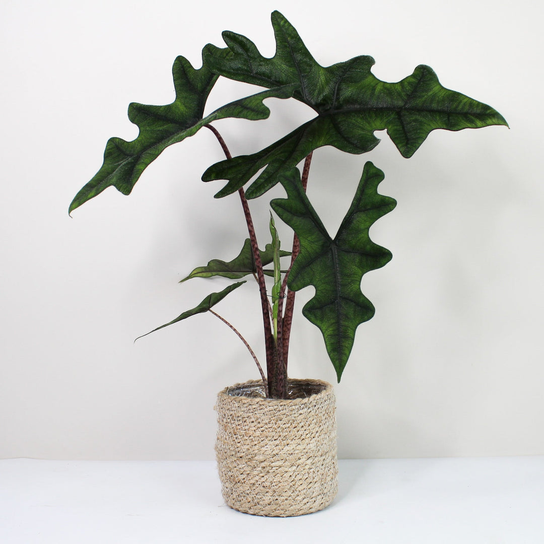 Alocasia Jacklyn L Foliage Dreams