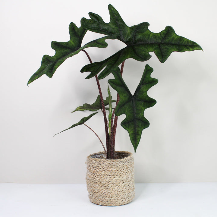 Alocasia Jacklyn L Foliage Dreams