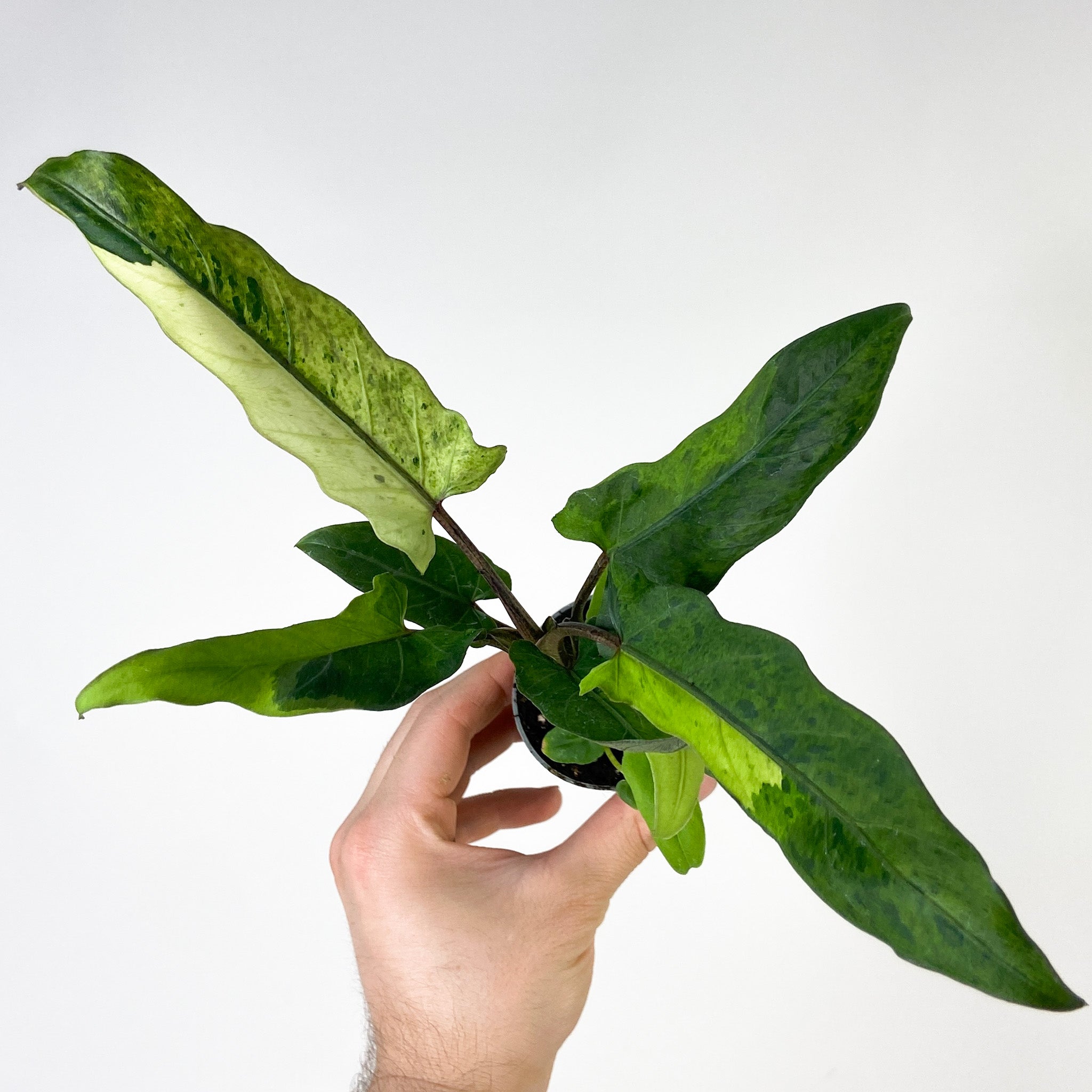 Alocasia Lauterbachiana Variegata