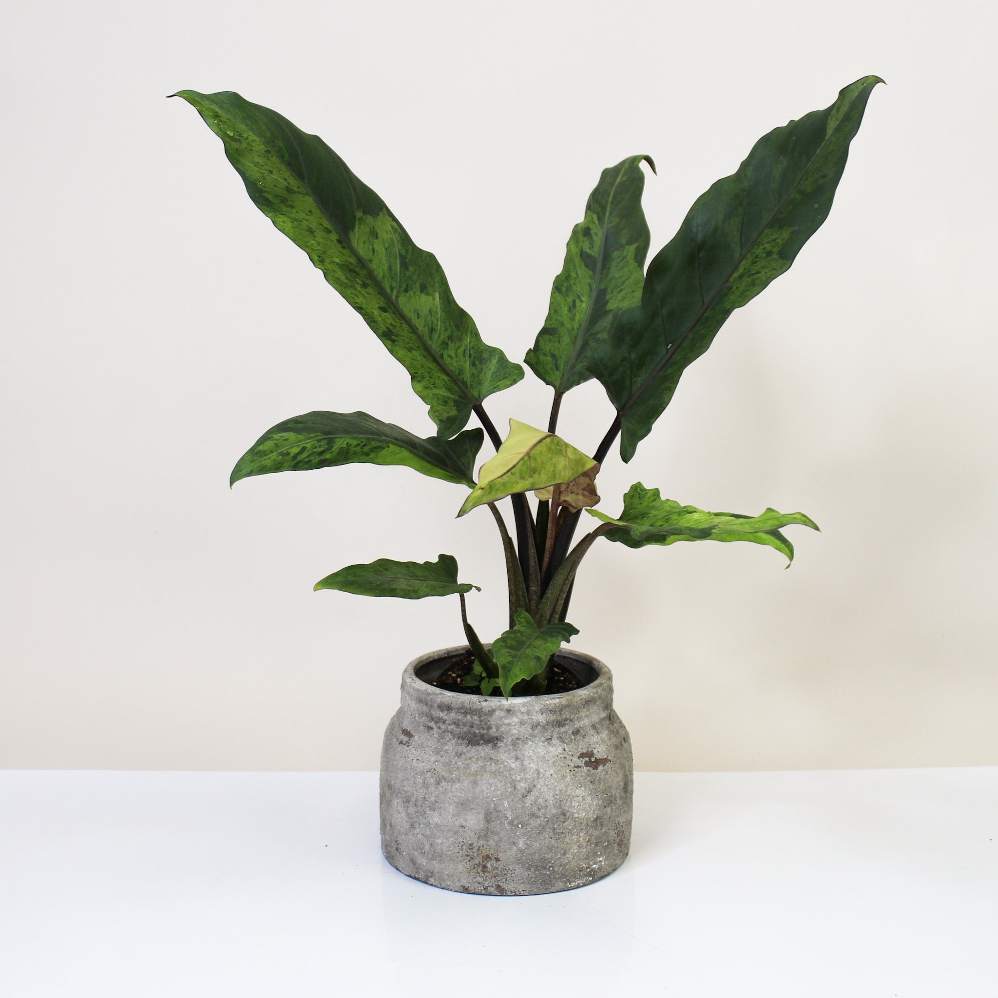 その他観葉植物 Alocasia Lauterbachiana Albo variegata 期間限定10％OFF！】アロカシア アマゾニカ ミント バリエガータ
