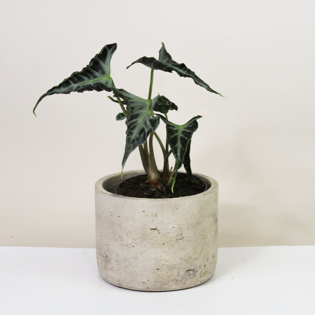 Alocasia Loco Foliage Dreams