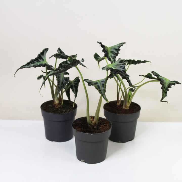 Alocasia Loco Foliage Dreams