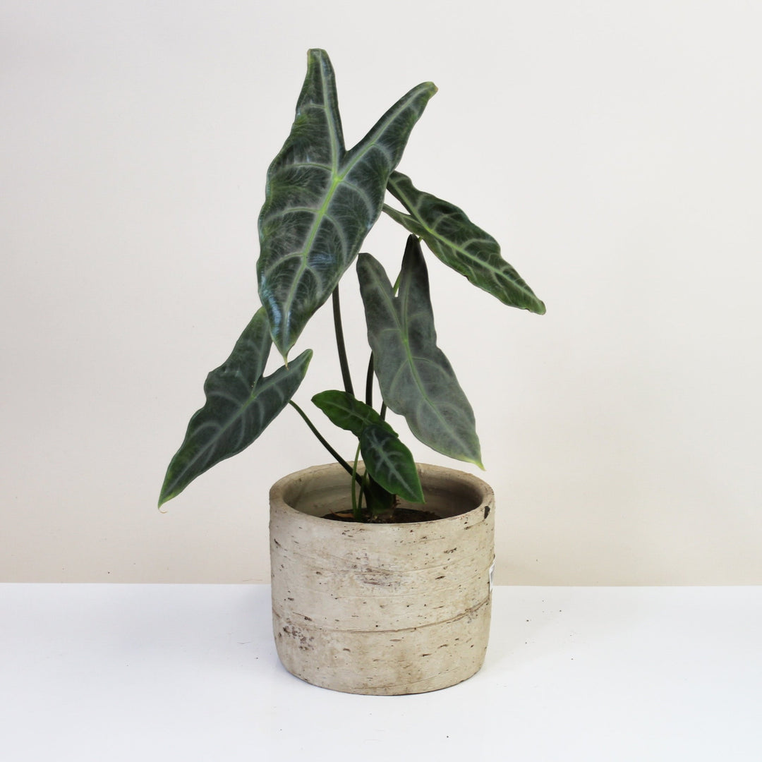 Alocasia Longiloba Silver L Foliage Dreams
