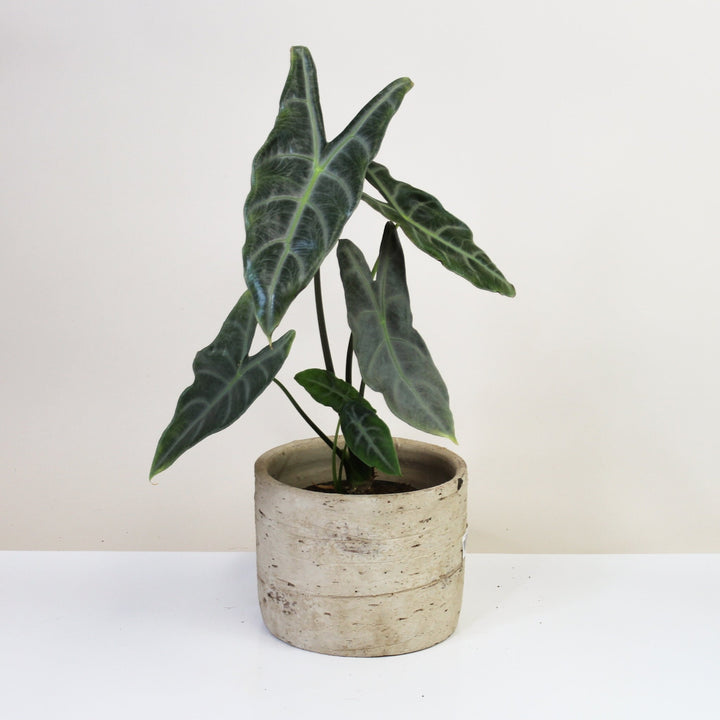 Alocasia Longiloba Silver L Foliage Dreams