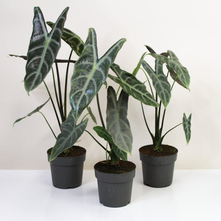 Alocasia Longiloba Silver L Foliage Dreams