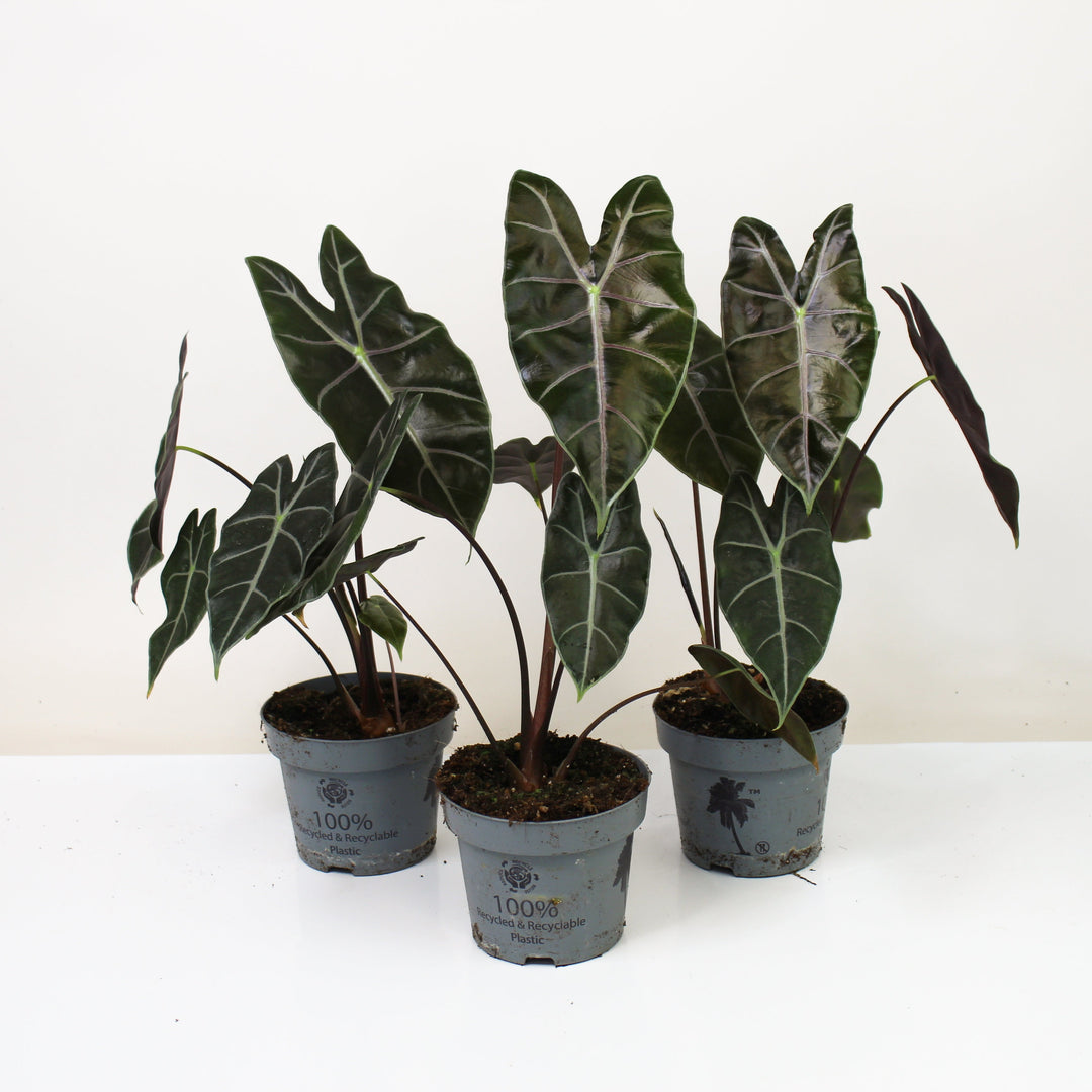 Alocasia Longiloba Suhirmaniana Purple Vein M Foliage Dreams