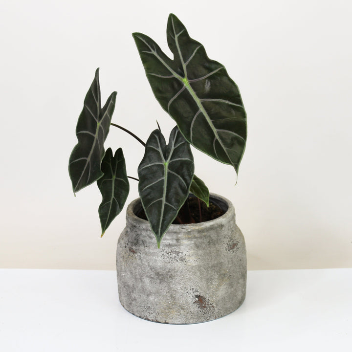 Alocasia Longiloba Suhirmaniana Purple Vein M Foliage Dreams