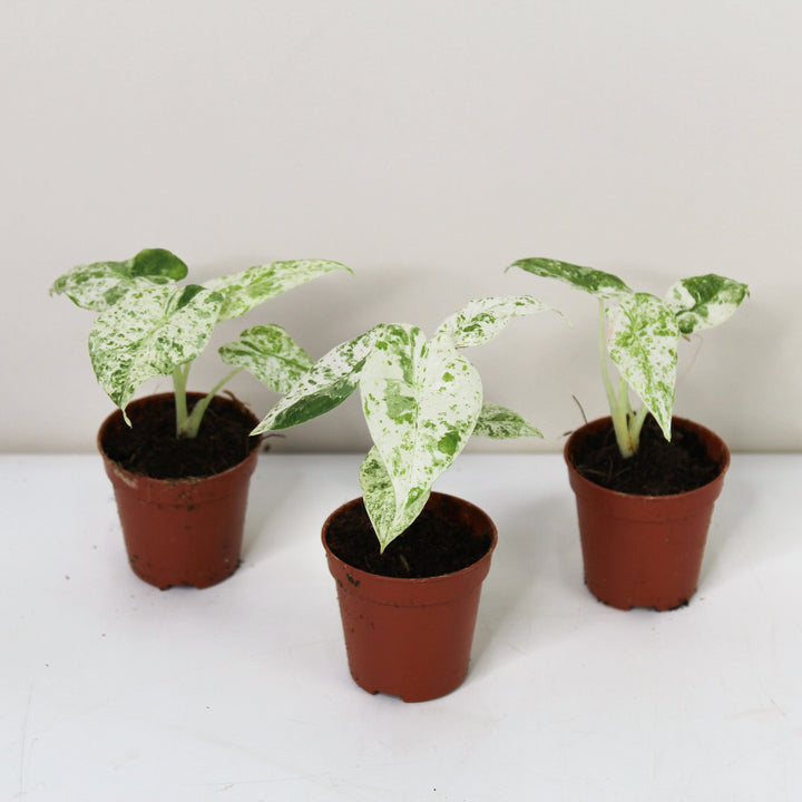 Alocasia Macrorrhiza Splash - Babypflanze Foliage Dreams