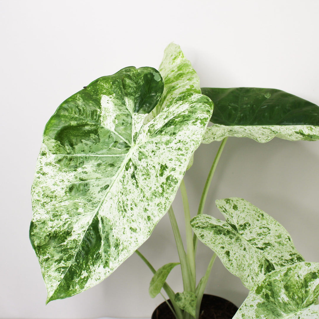 Alocasia Macrorrhiza Splash Foliage Dreams