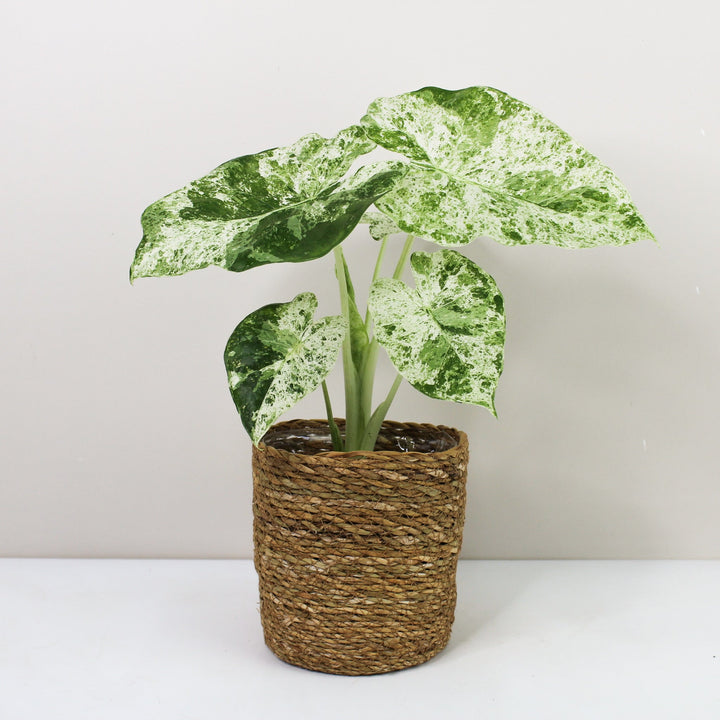 Alocasia Macrorrhiza Splash Foliage Dreams