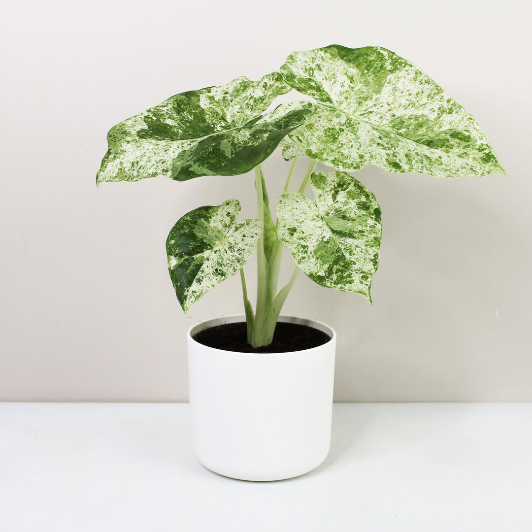 Alocasia Macrorrhiza Splash Foliage Dreams