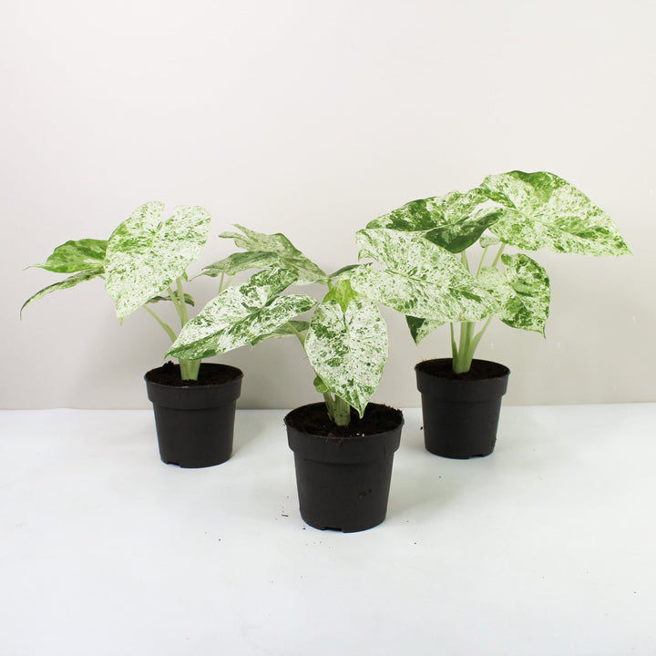 Alocasia Macrorrhiza Splash Foliage Dreams