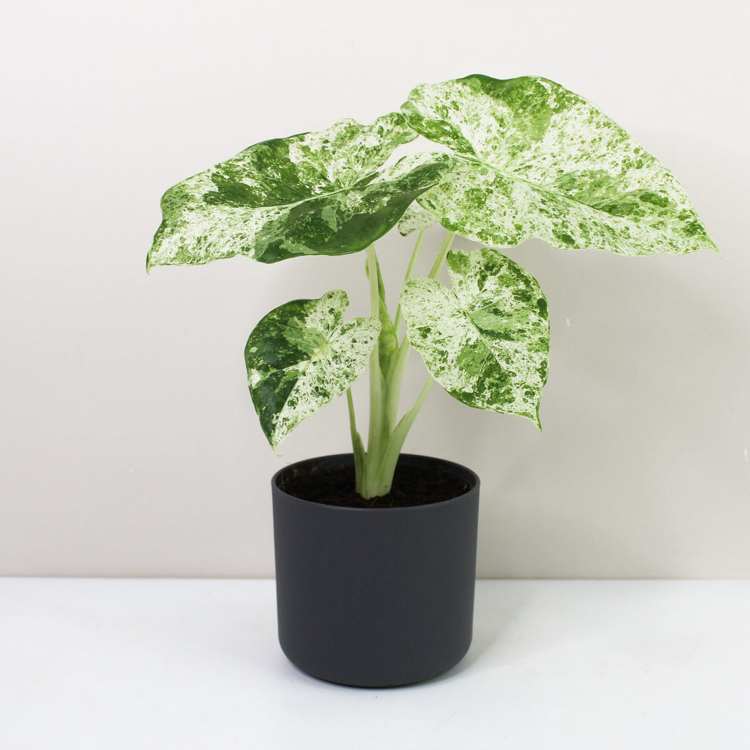 Alocasia Macrorrhiza Splash Foliage Dreams