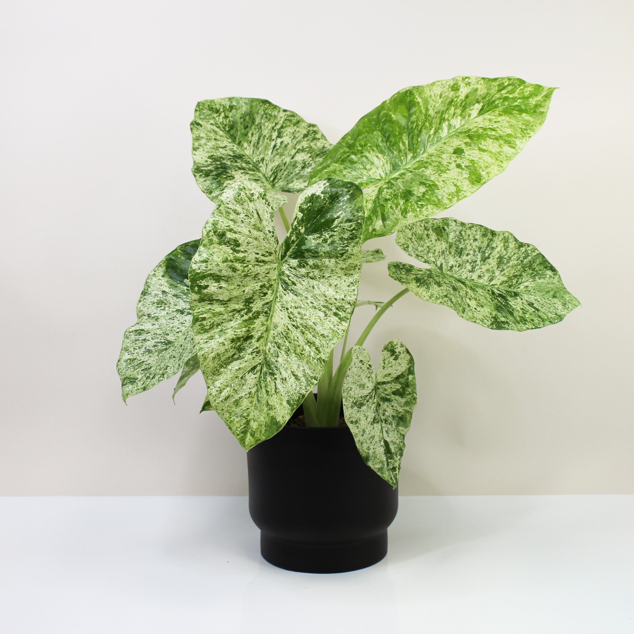 Alocasia Macrorrhiza Splash – Foliage Dreams