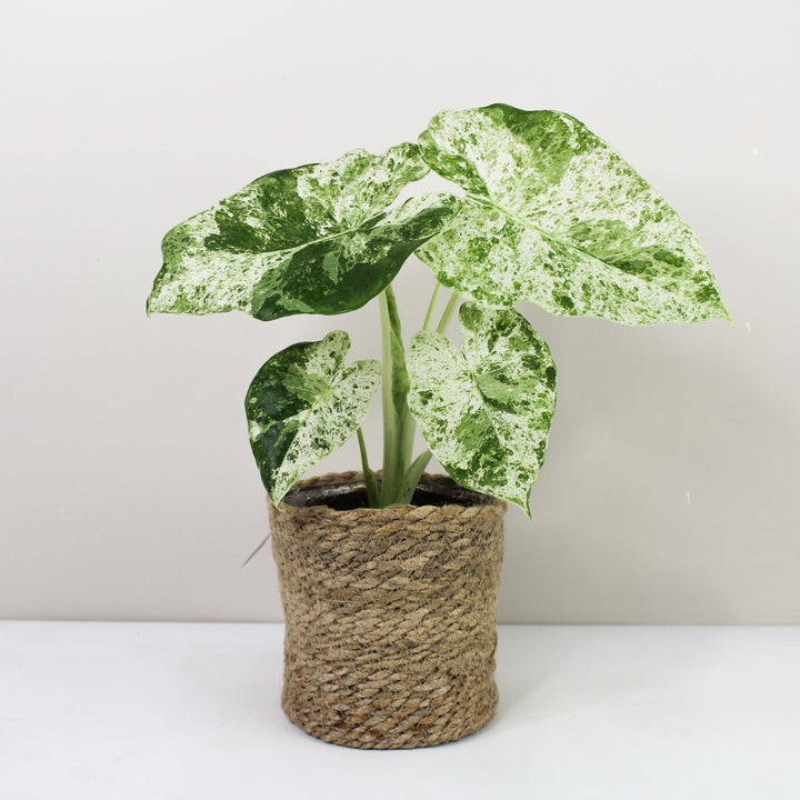 Alocasia Macrorrhiza Splash M Foliage Dreams