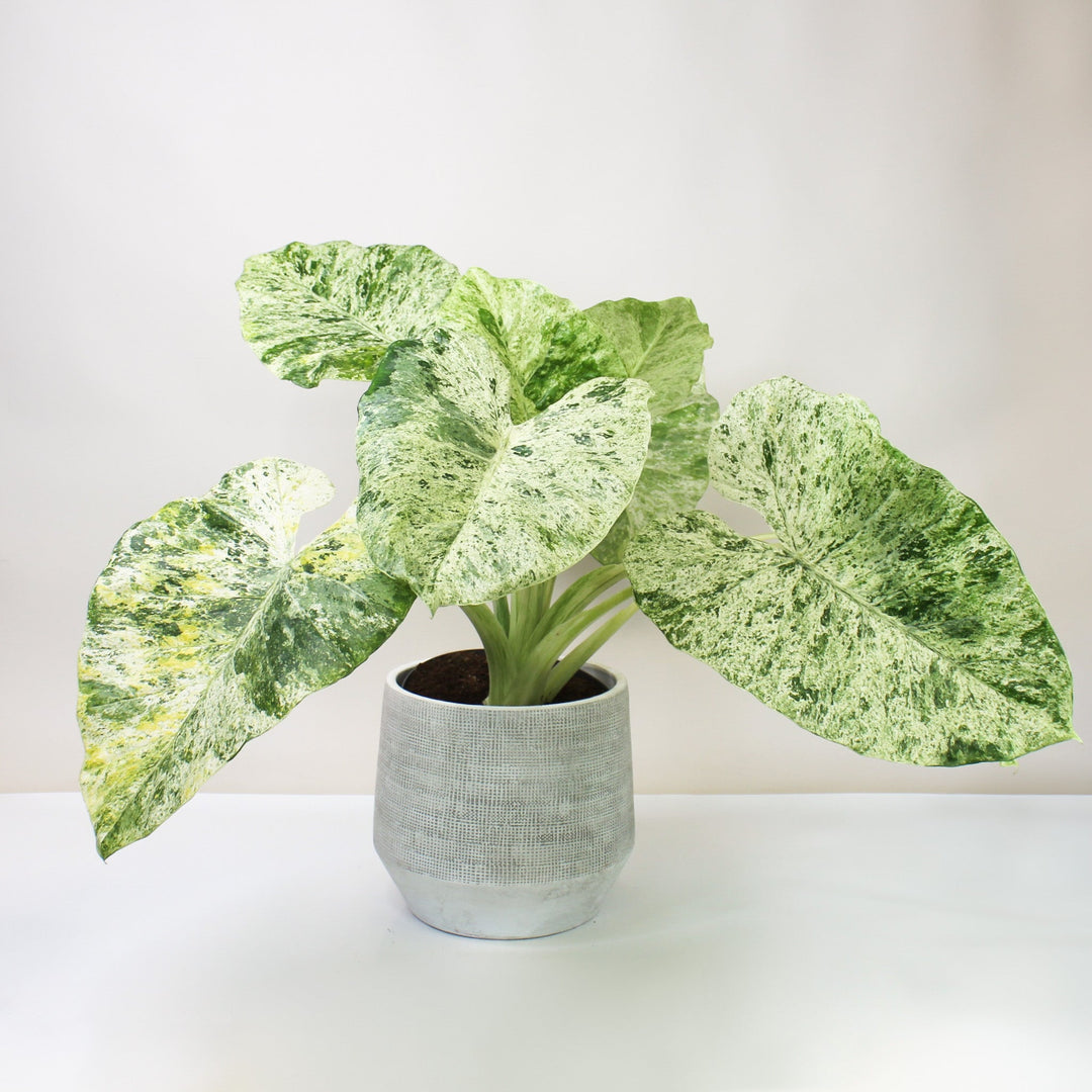 Alocasia Macrorrhiza Splash XL Foliage Dreams