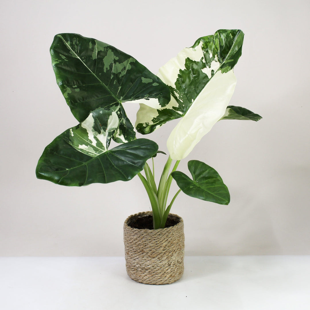 Alocasia Macrorrhiza Variegata Foliage Dreams