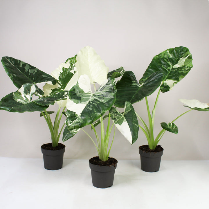 Alocasia Macrorrhiza Variegata Foliage Dreams