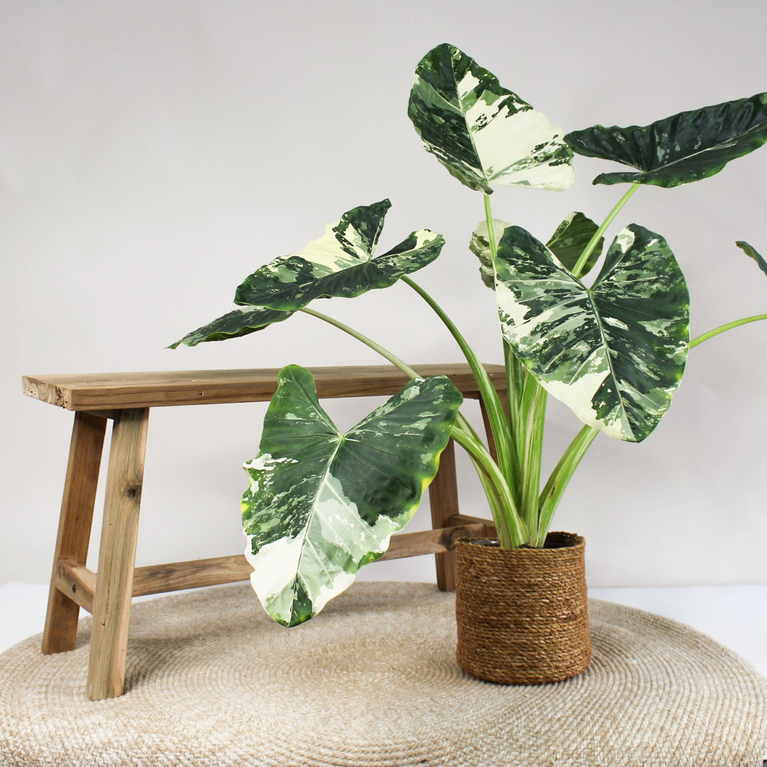 Alocasia Macrorrhiza Variegata Foliage Dreams