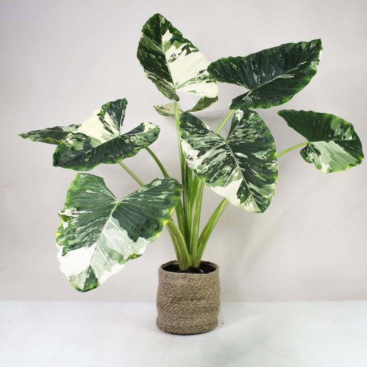 Alocasia Macrorrhiza Variegata XXL Foliage Dreams