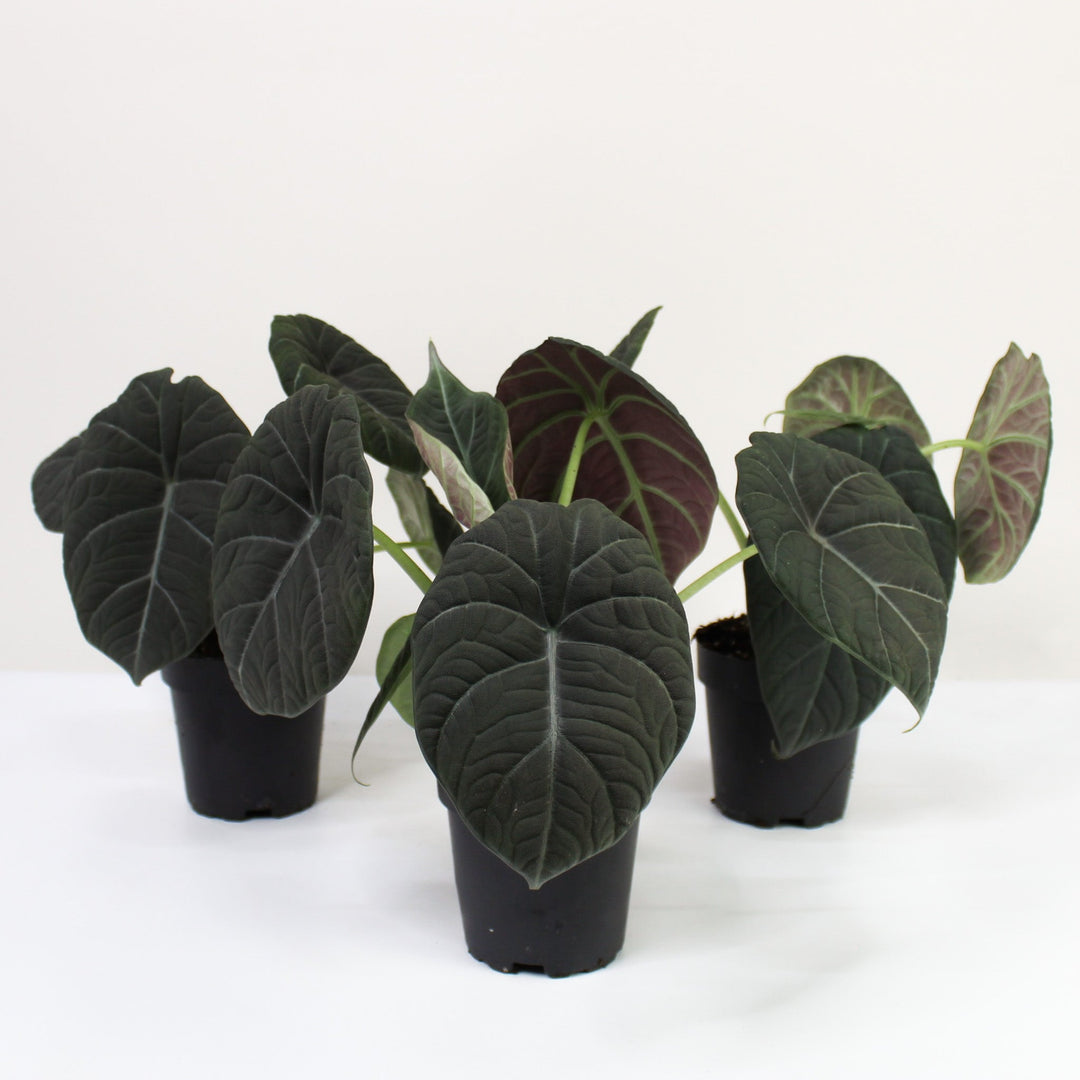Alocasia Maharani Foliage Dreams