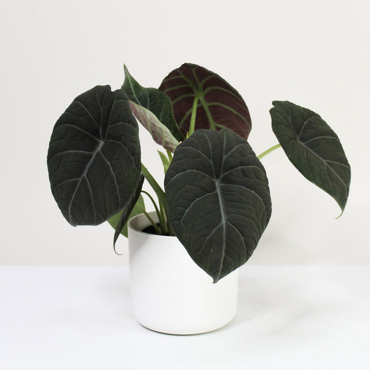 Alocasia Maharani L / Topf weiß Foliage Dreams