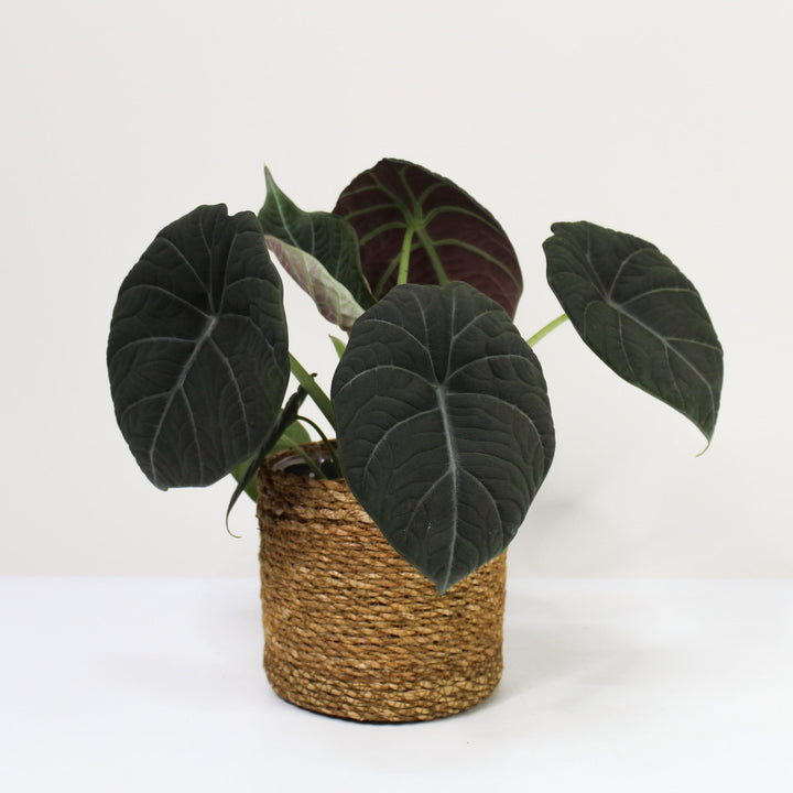 Alocasia Maharani M / Korb braun Foliage Dreams