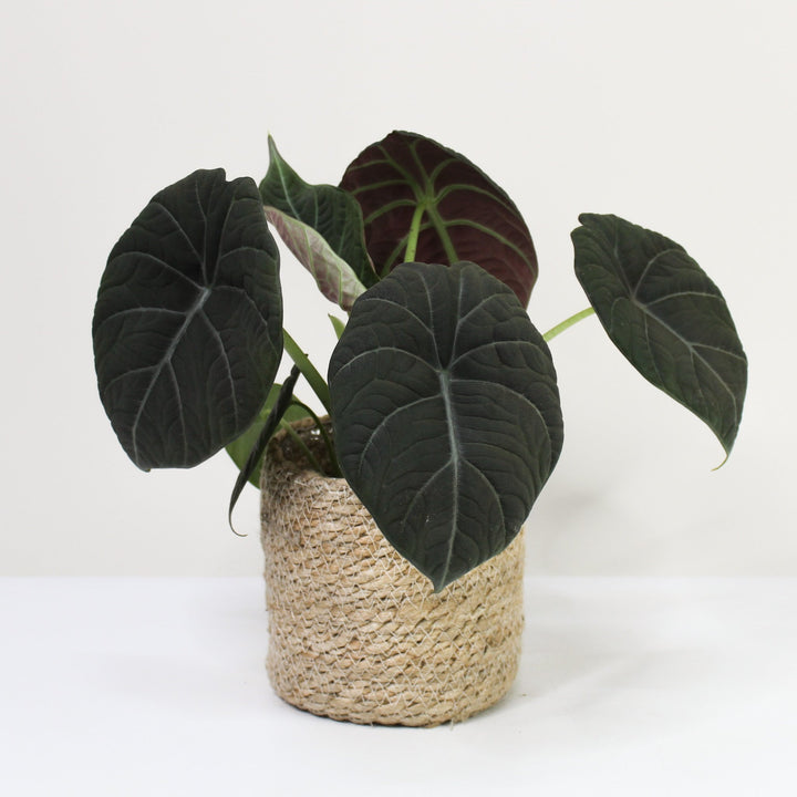 Alocasia Maharani M / Korb creme Foliage Dreams