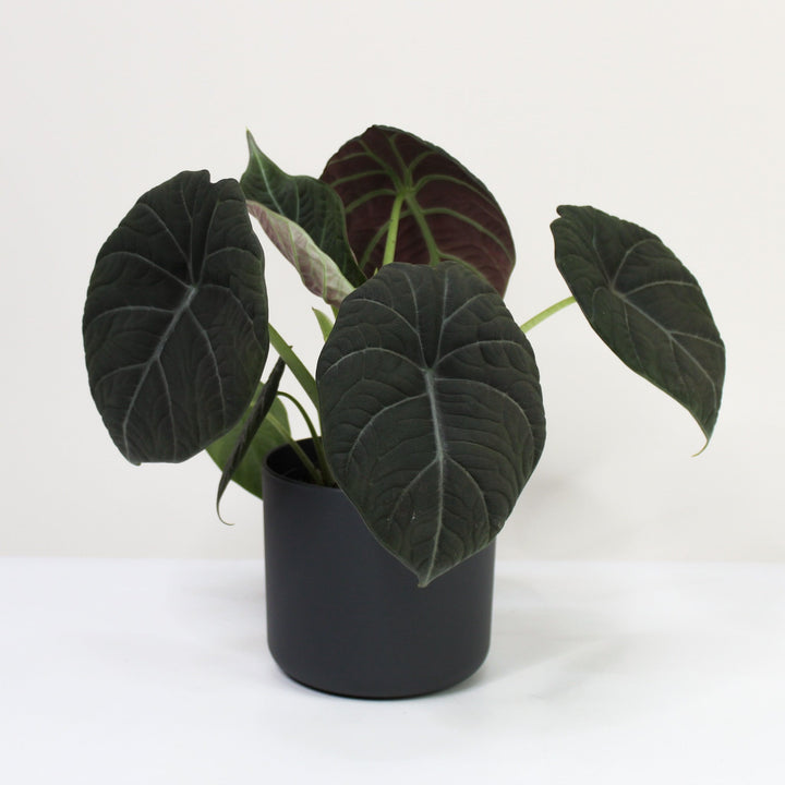 Alocasia Maharani M / Topf anthrazit Foliage Dreams