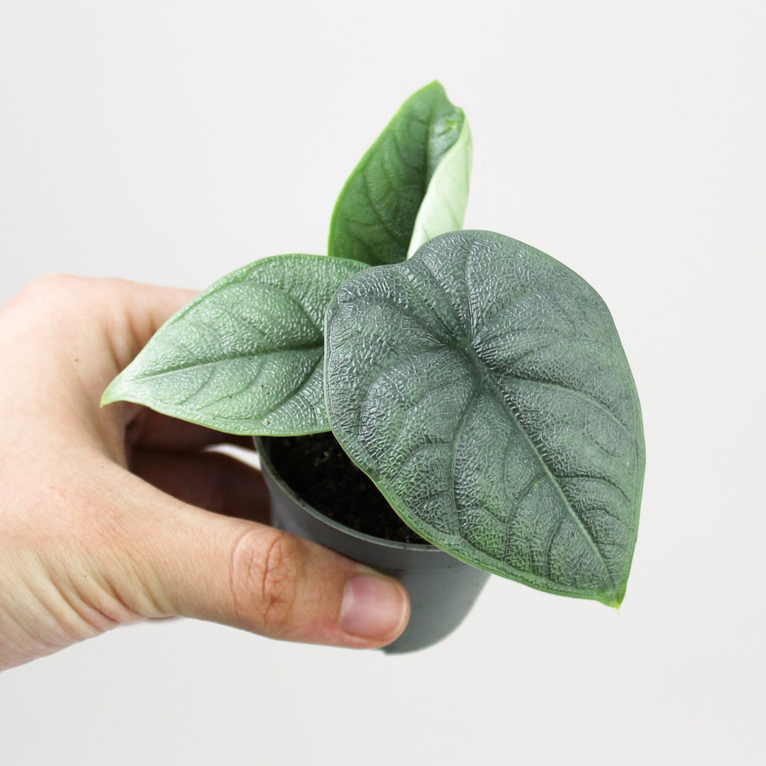 Alocasia Melo - Babypflanze Foliage Dreams